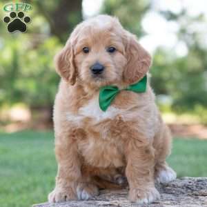 Bo, Goldendoodle Puppy